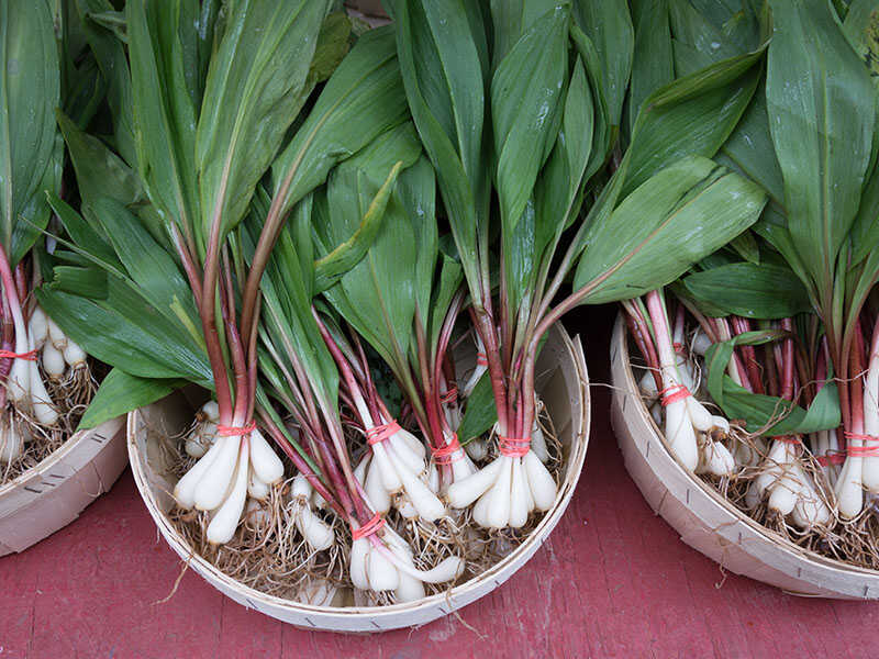 Wild Leeks