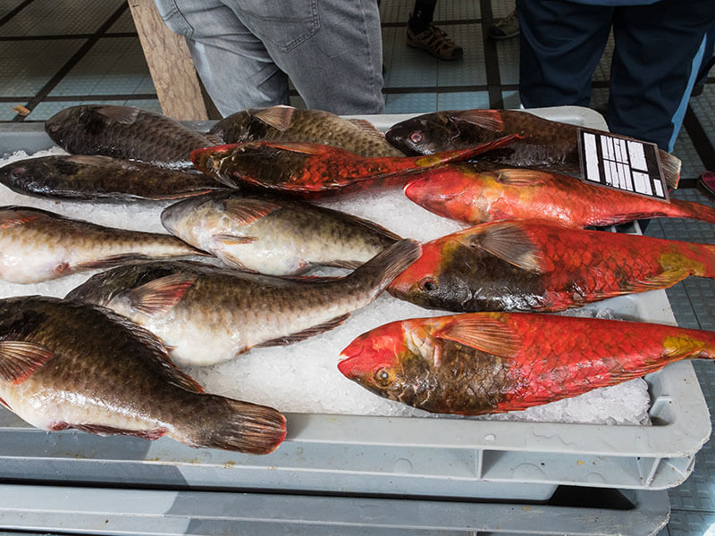 Wrasse Fishes