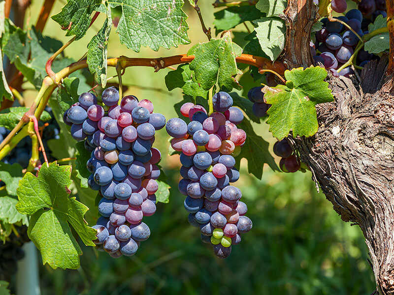 Bunches Ripe Grapes