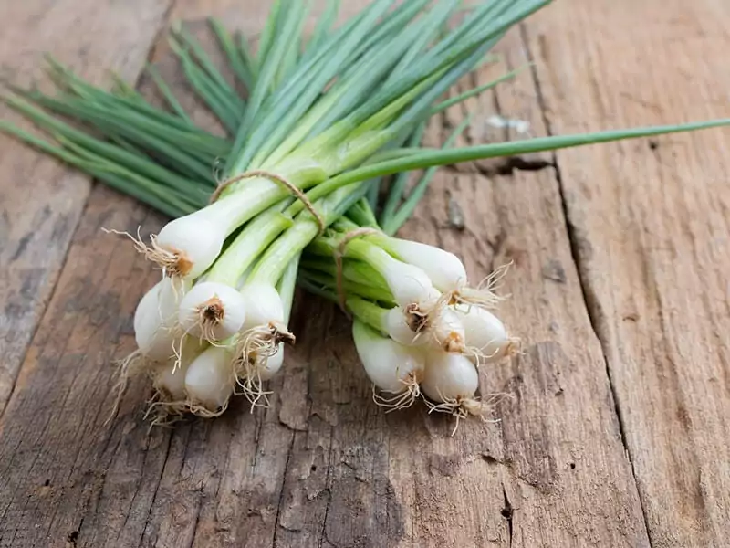 Fresh Spring Onion