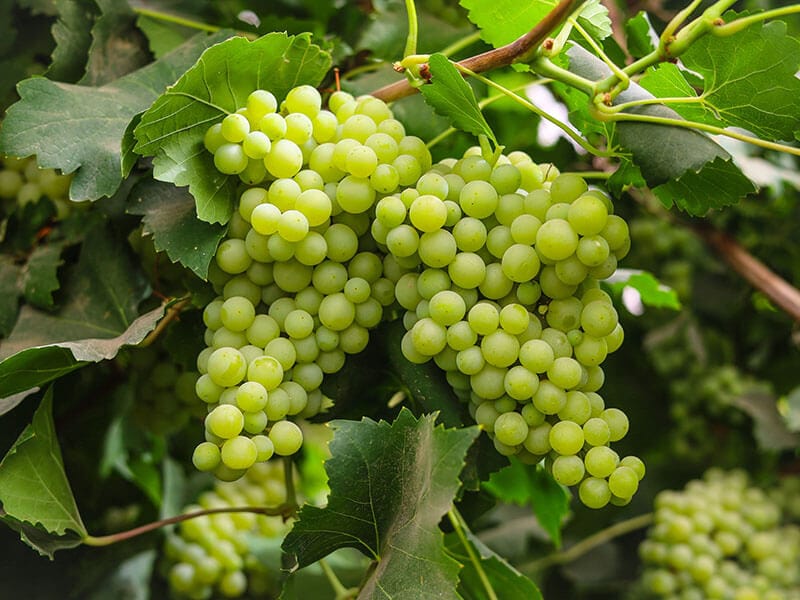 Grapes Hanging