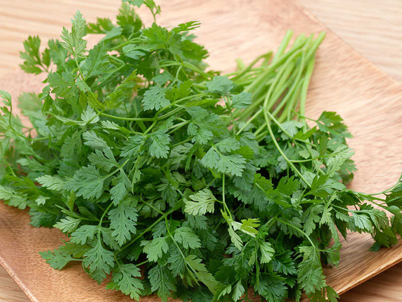 Herb Chervil