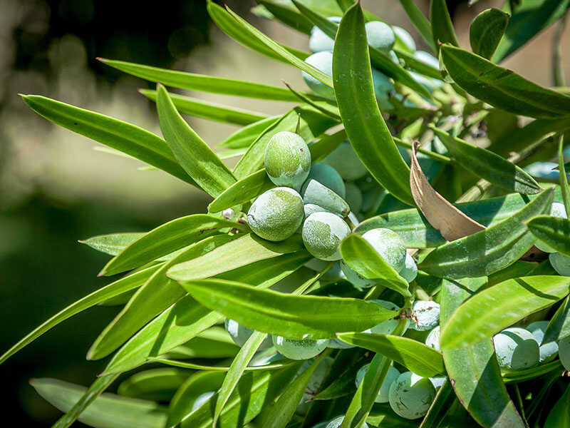 Illawarra Plum