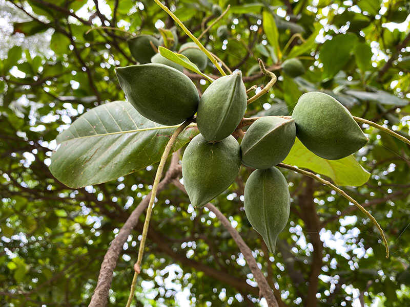 Indian Almond Fruit