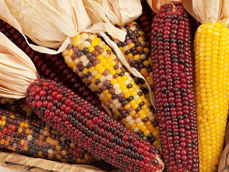 Indian Corn