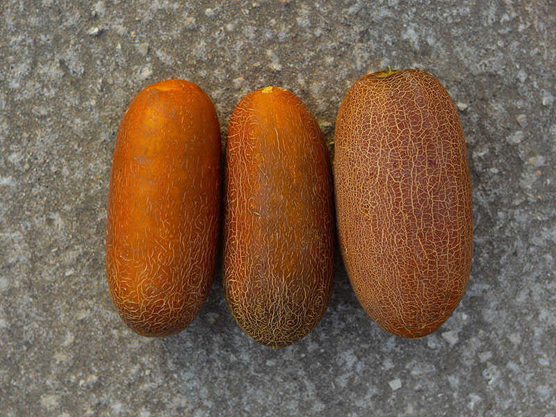 Indian Cucumber