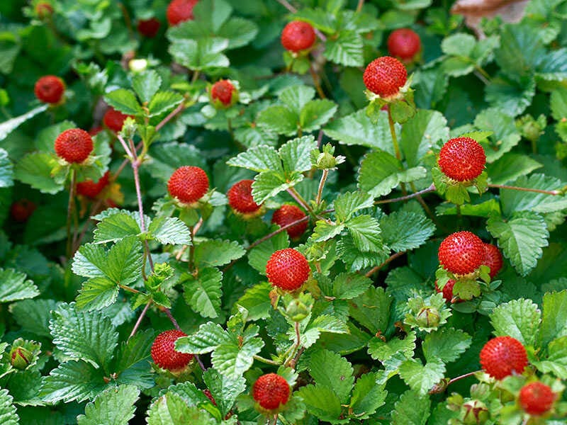 Indian Strawberry