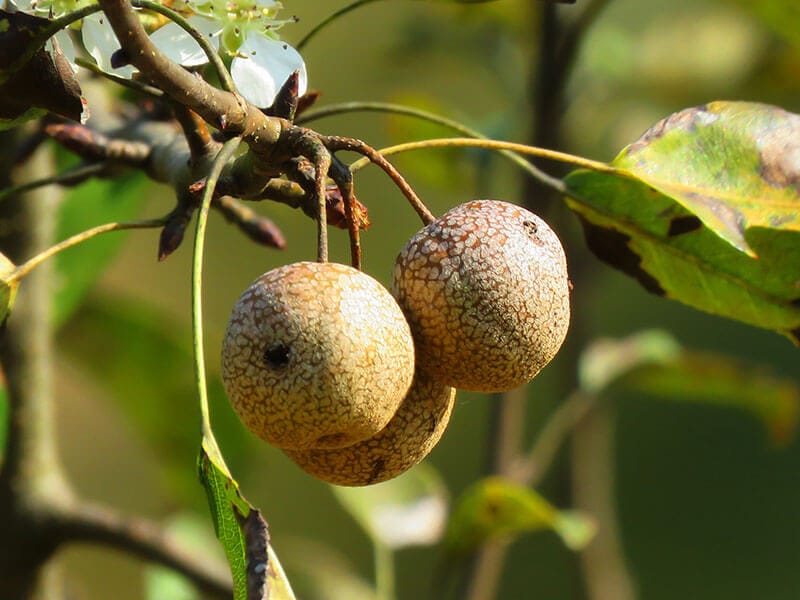 Indian Wild Pear