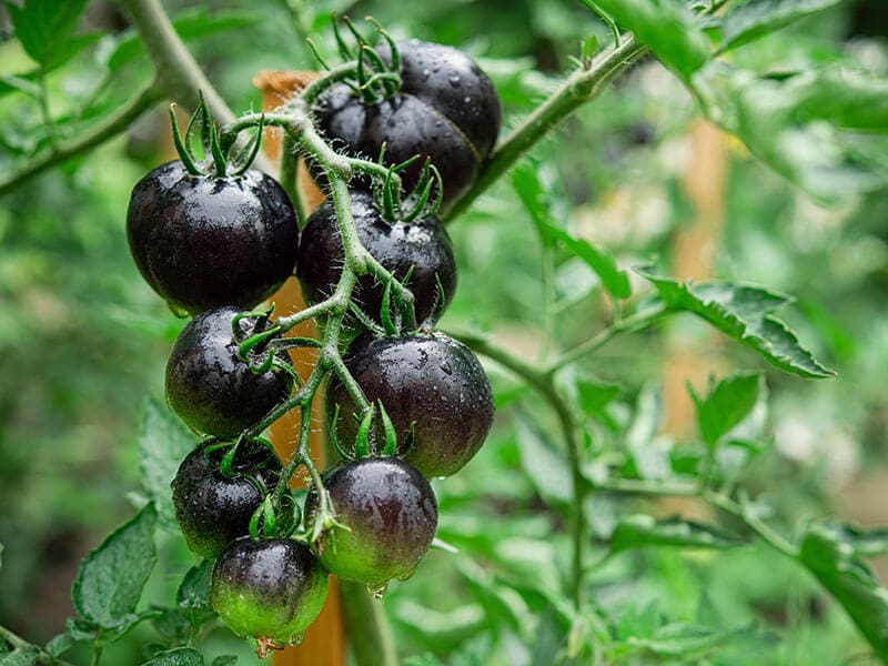Indigo Rose Black Tomatoes