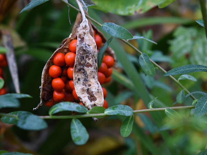 Iris Fruit