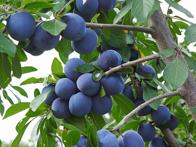 Italian Plum