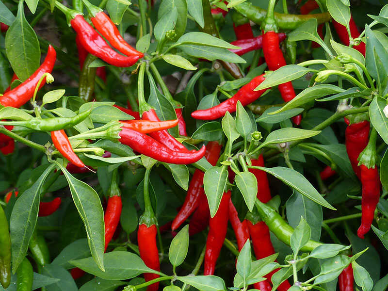 Italian Sweet Peppers