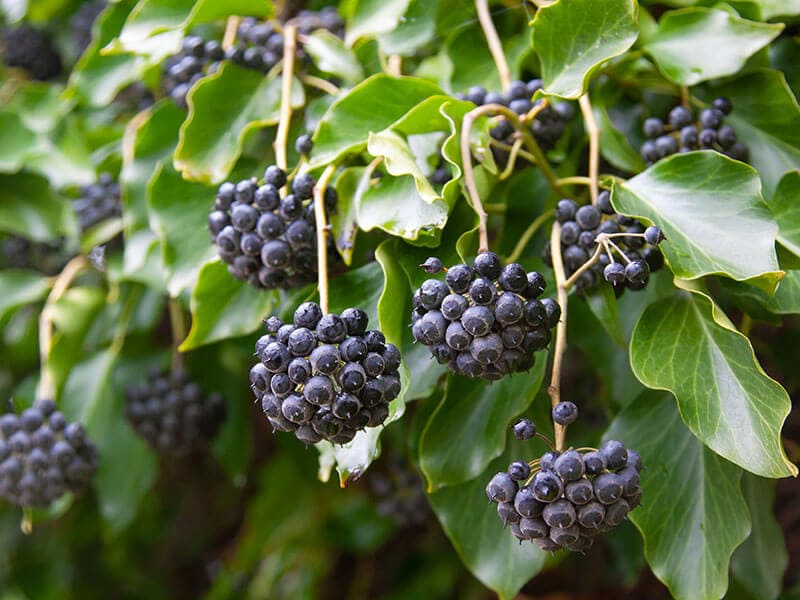 Ivy Fruit