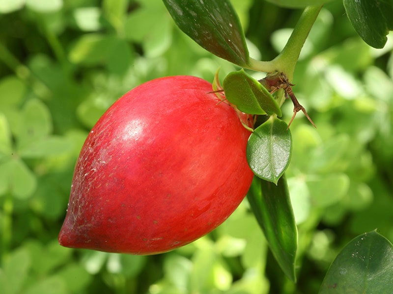 Natal Plum