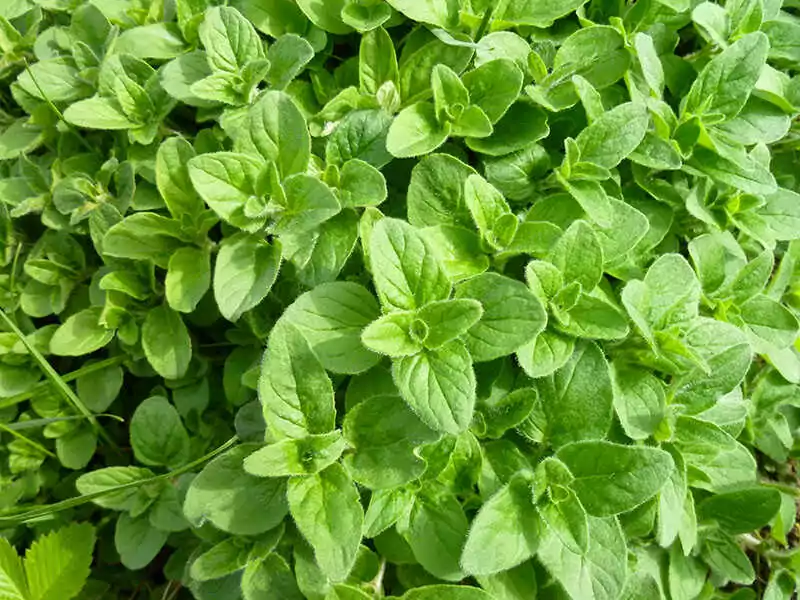 Oregano Green