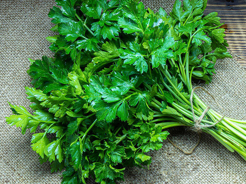 Parsley Fresh