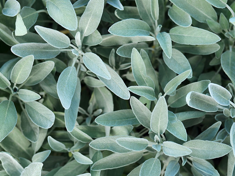 Sage Salvia