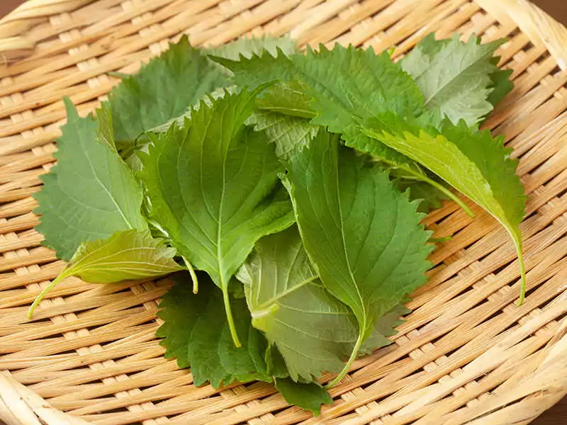 Shiso Herb