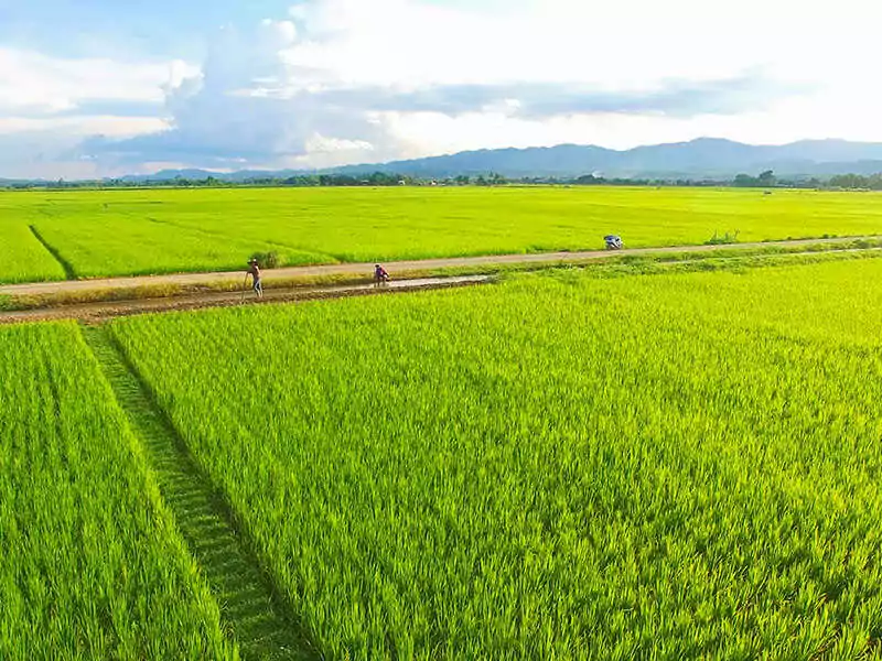 Terraced Rice Field