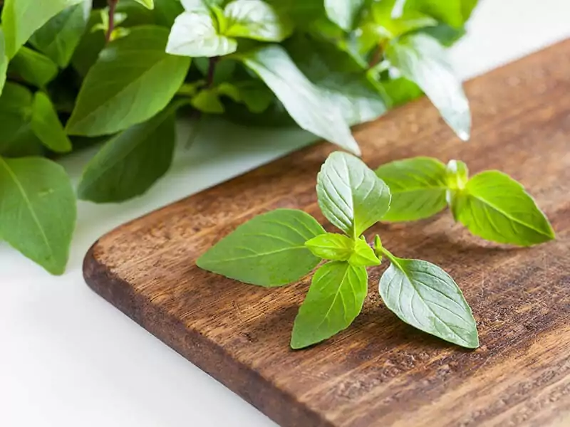 Thai Basil