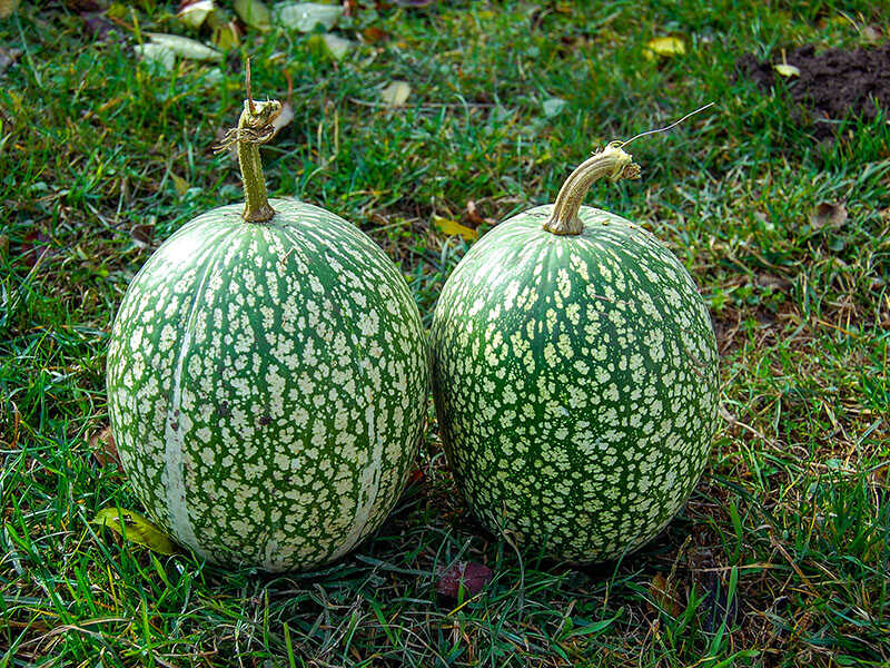 Xilacayota Squash