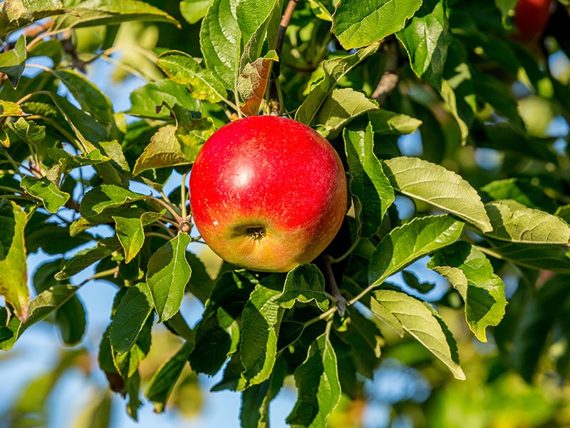 Idared Apples